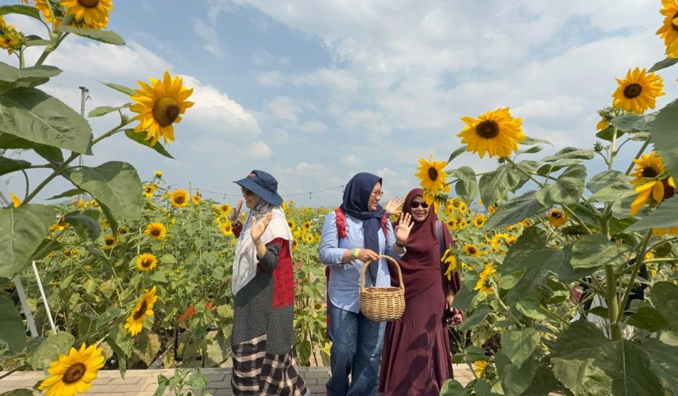 Ladang Bunga Matahari